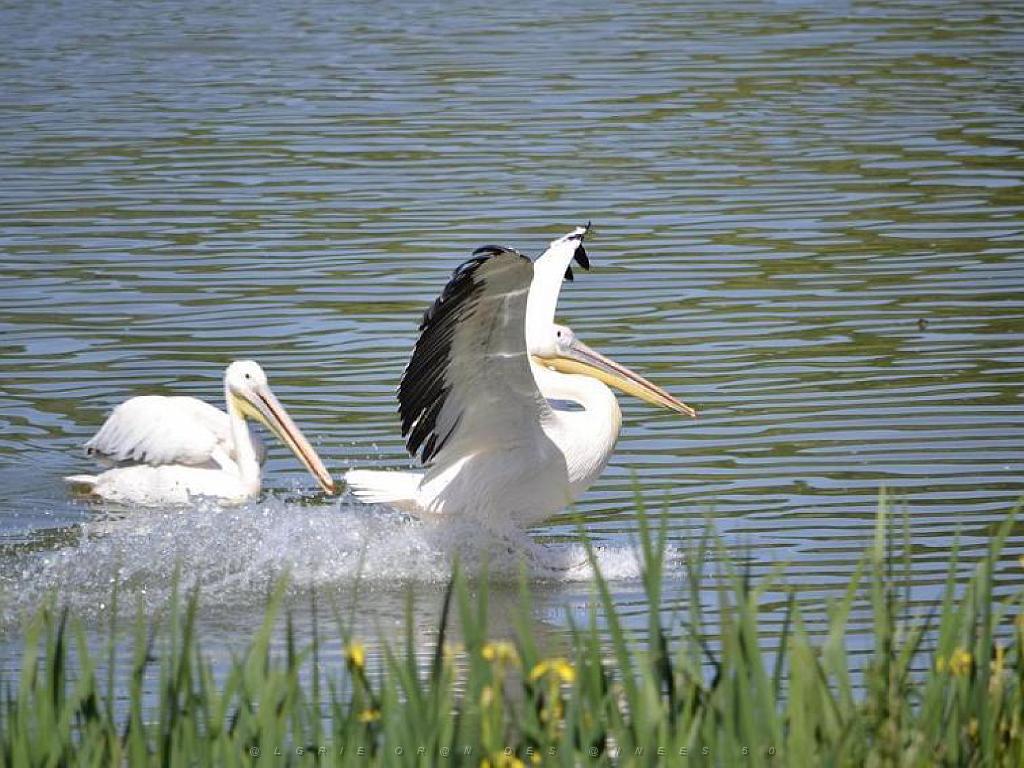 101PARC AUX OISEAUX DANS L AIN 2016 1_000029.jpg